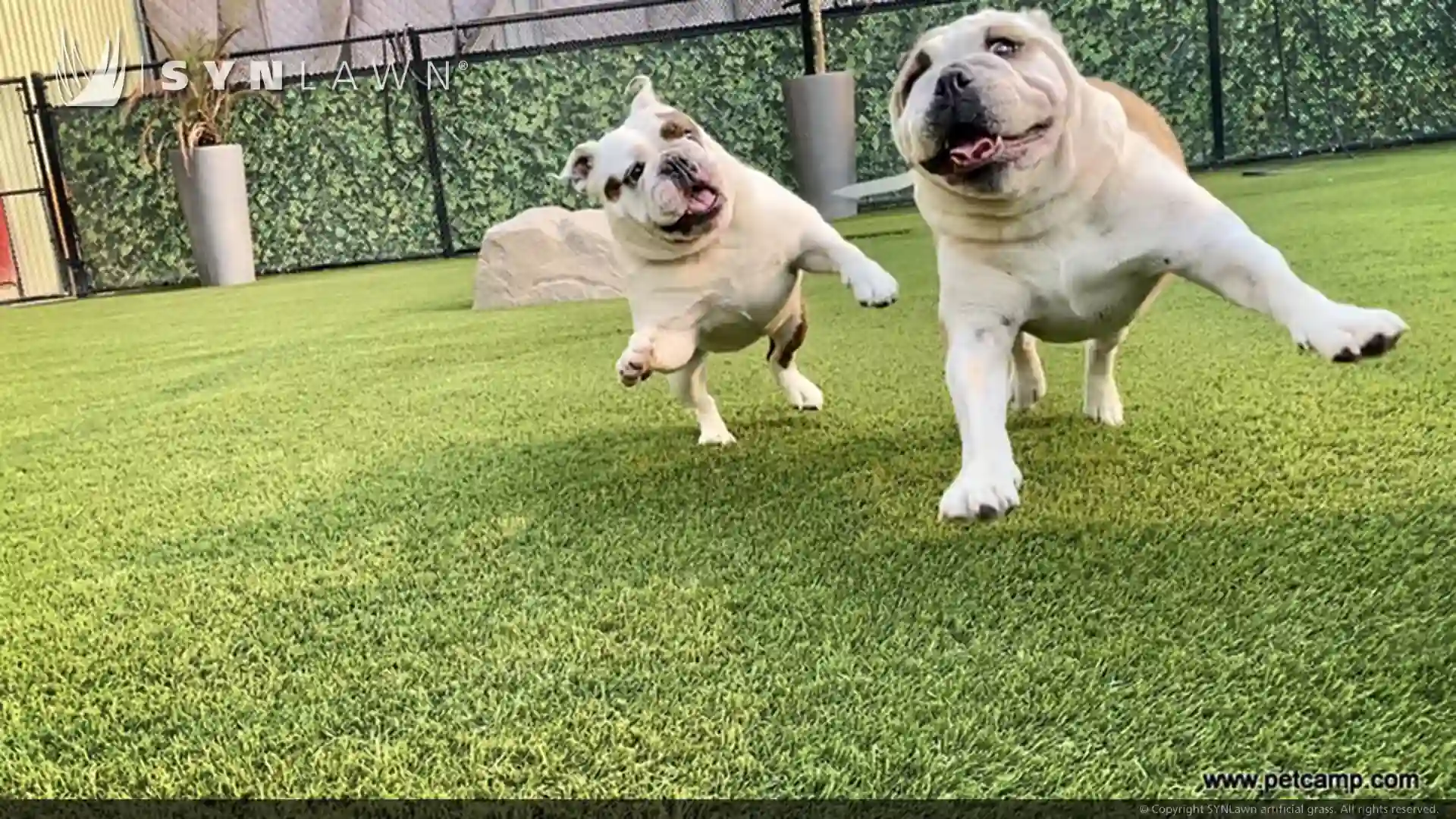 dogs playing on residential artificial grass lawn