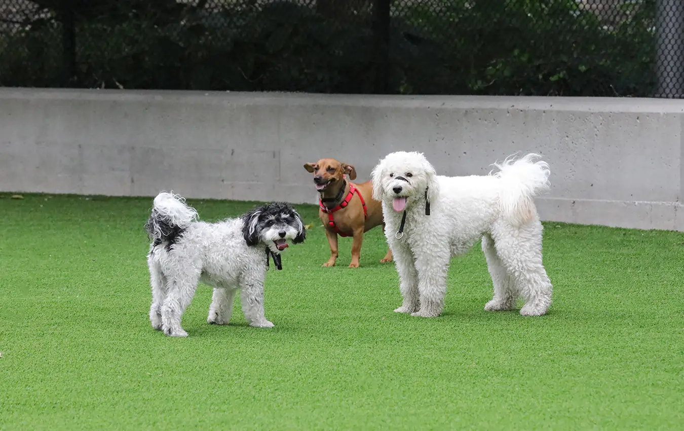 dogs playing on commercial lawn