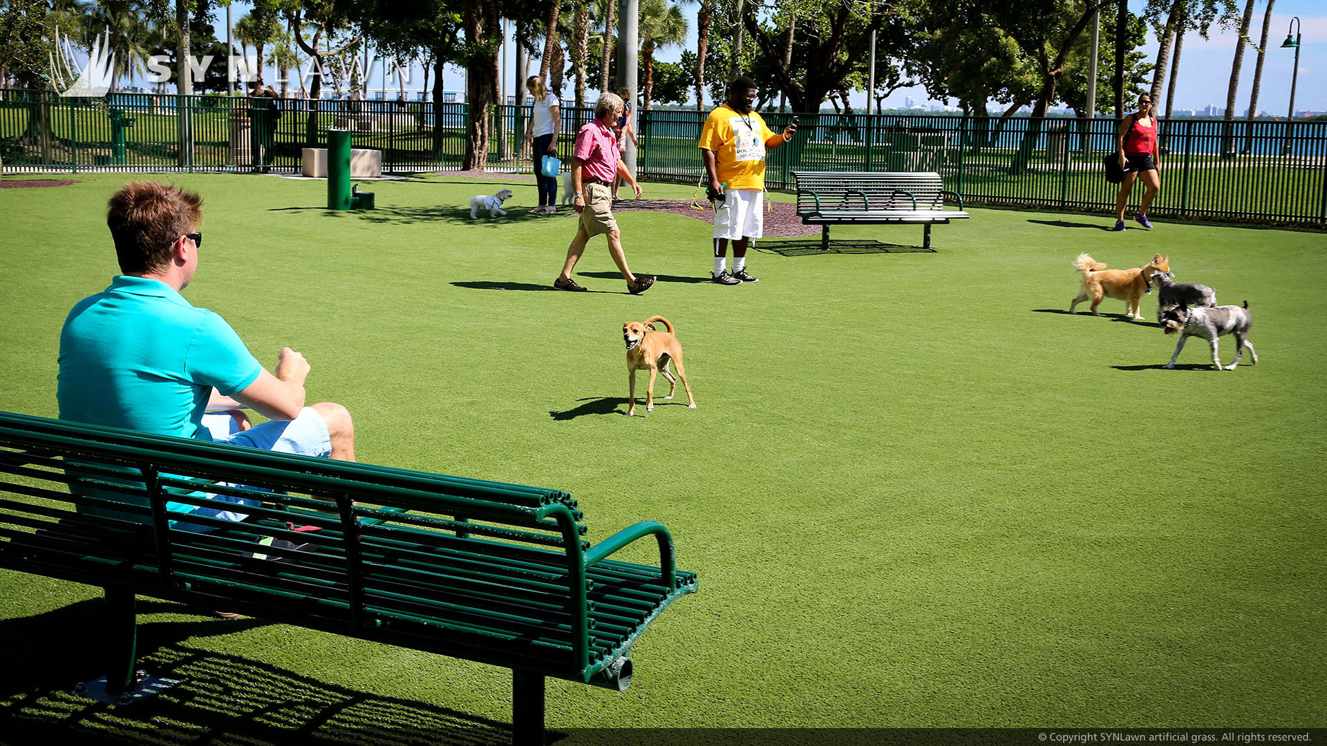 dogs playing on artificial grass lawn