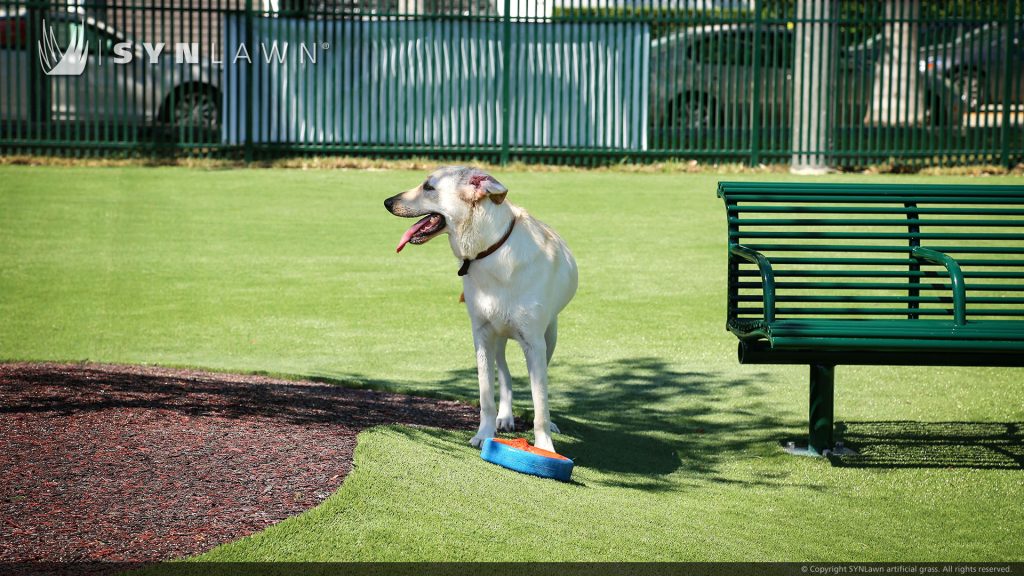 dog playing on artificial grass lawn